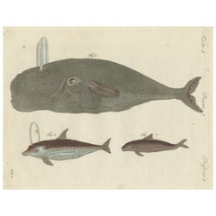 Hand colored Engraving of a Bowhead Whale and other Marine Life