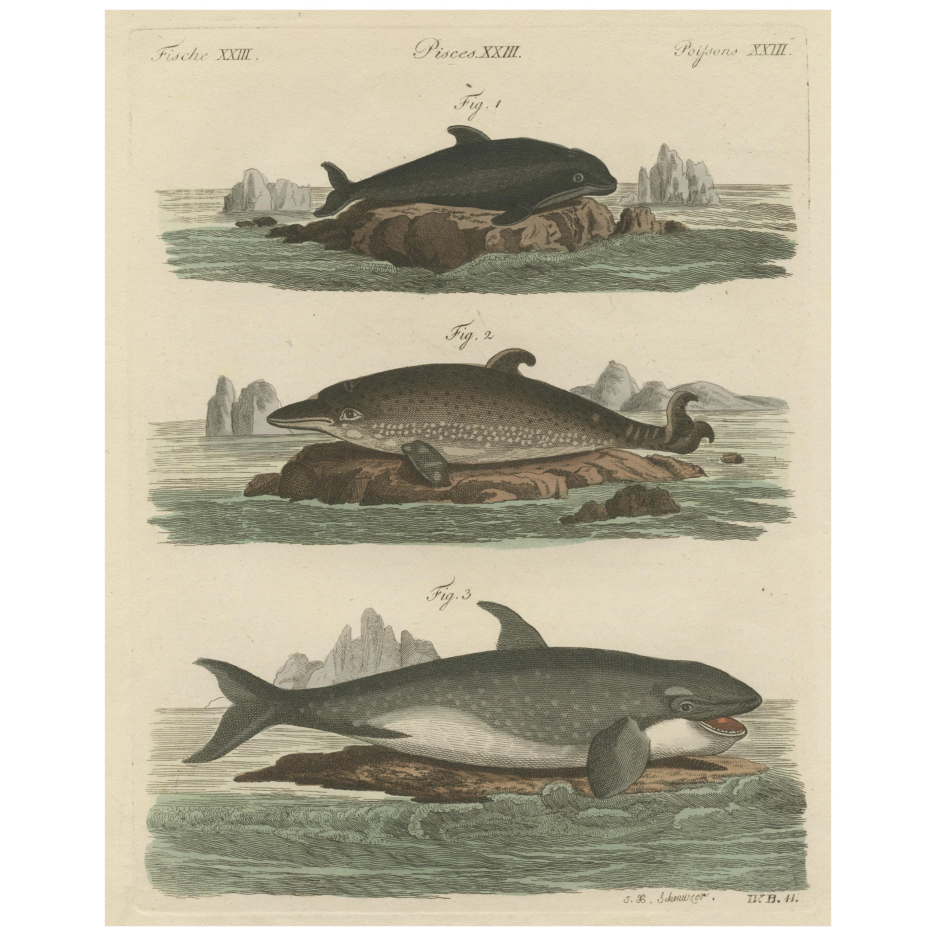 Hand Colored Engraving of a Harbour Porpoise and Other Marine Life For Sale