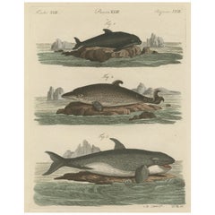 Hand Colored Engraving of a Harbour Porpoise and Other Marine Life