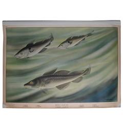 Vintage Swedish Fish Print on Linen, circa 1930s