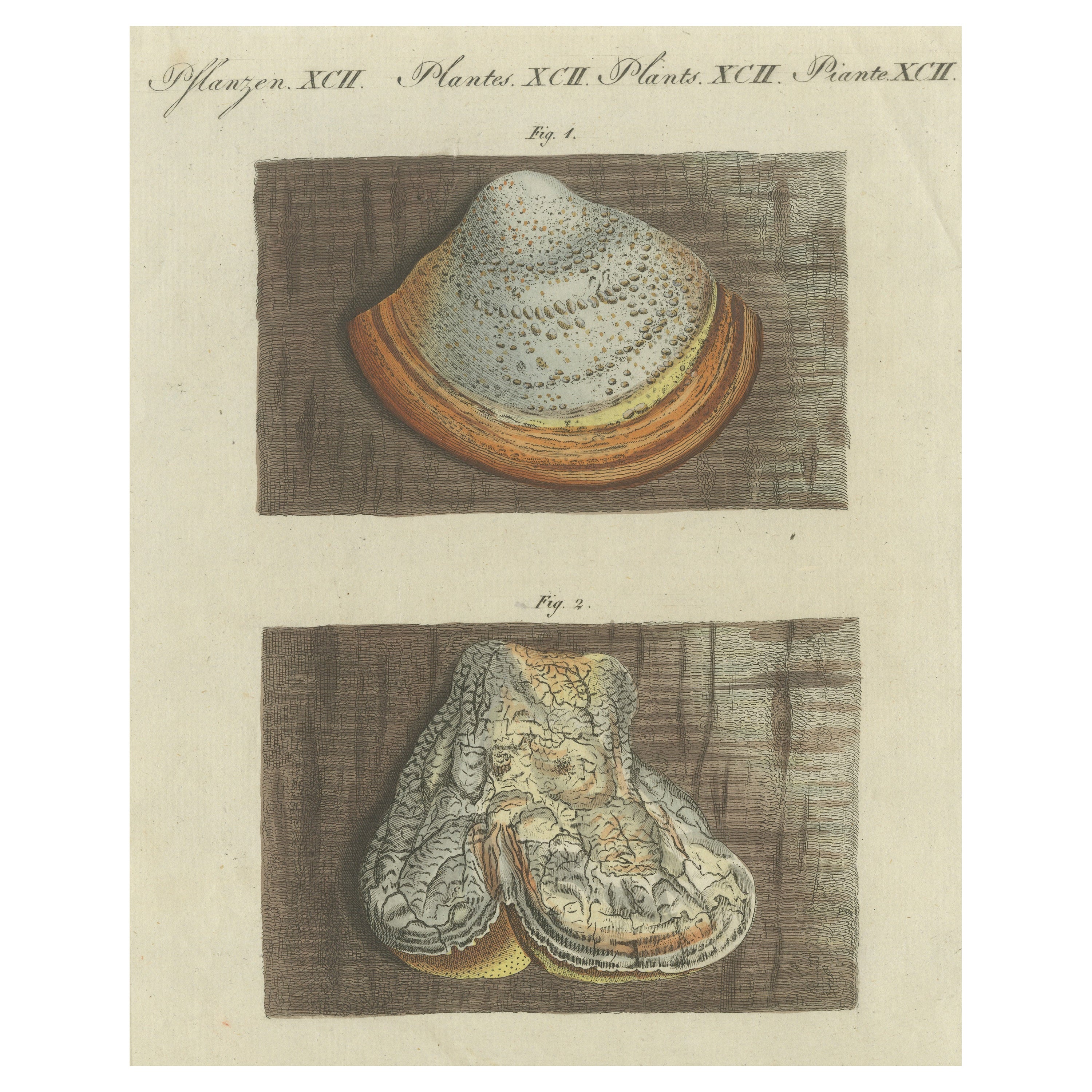 Hand Colored Engraving of Phellinus Igniarius and Laricifomes Officinalis Fungi For Sale