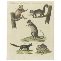 Hand Colored Engraving of Opossums
