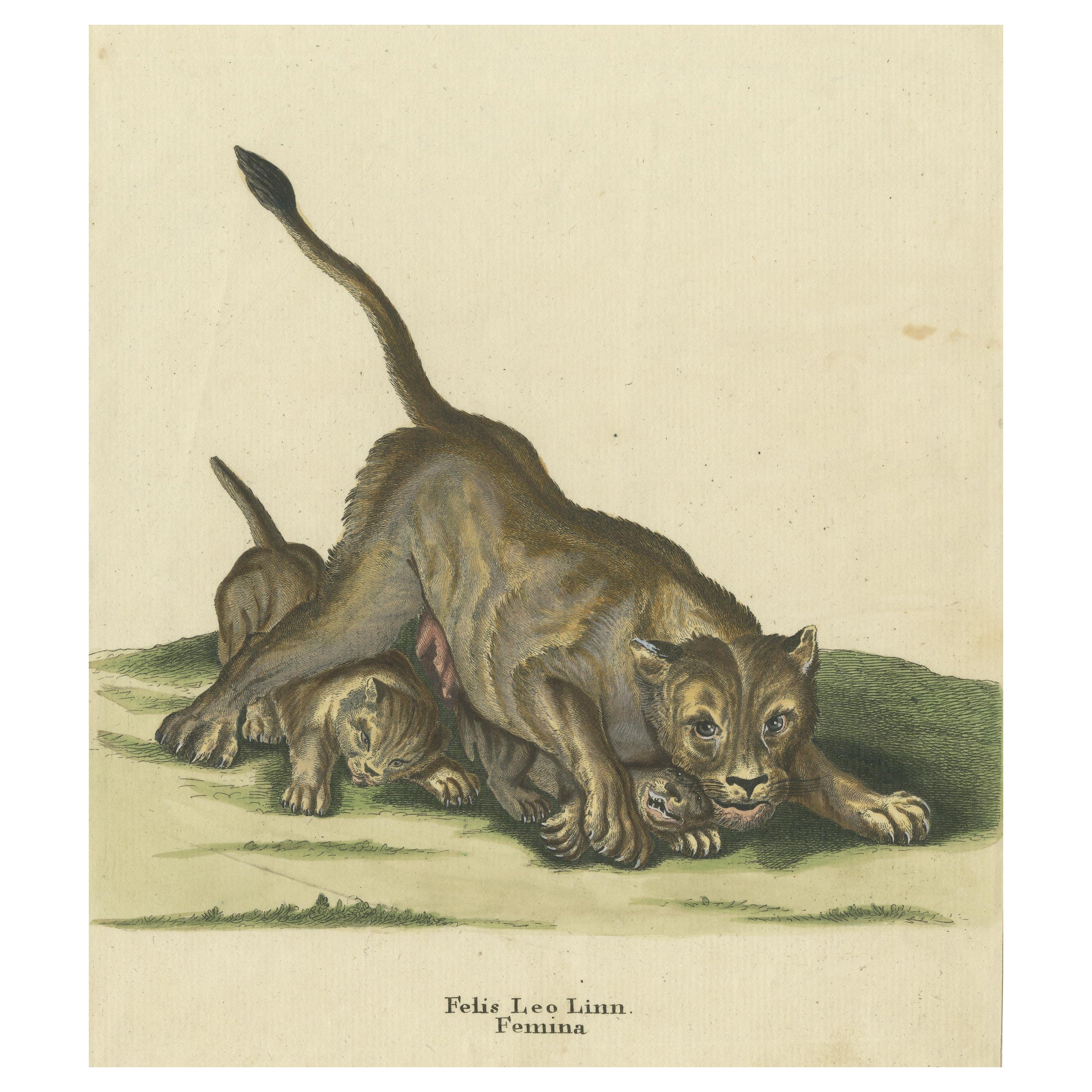 Original Antique Print of a Lioness and Lion Cubs by Ridinger