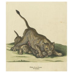 Stampa antica originale di una leonessa e dei cuccioli di leone di Ridinger