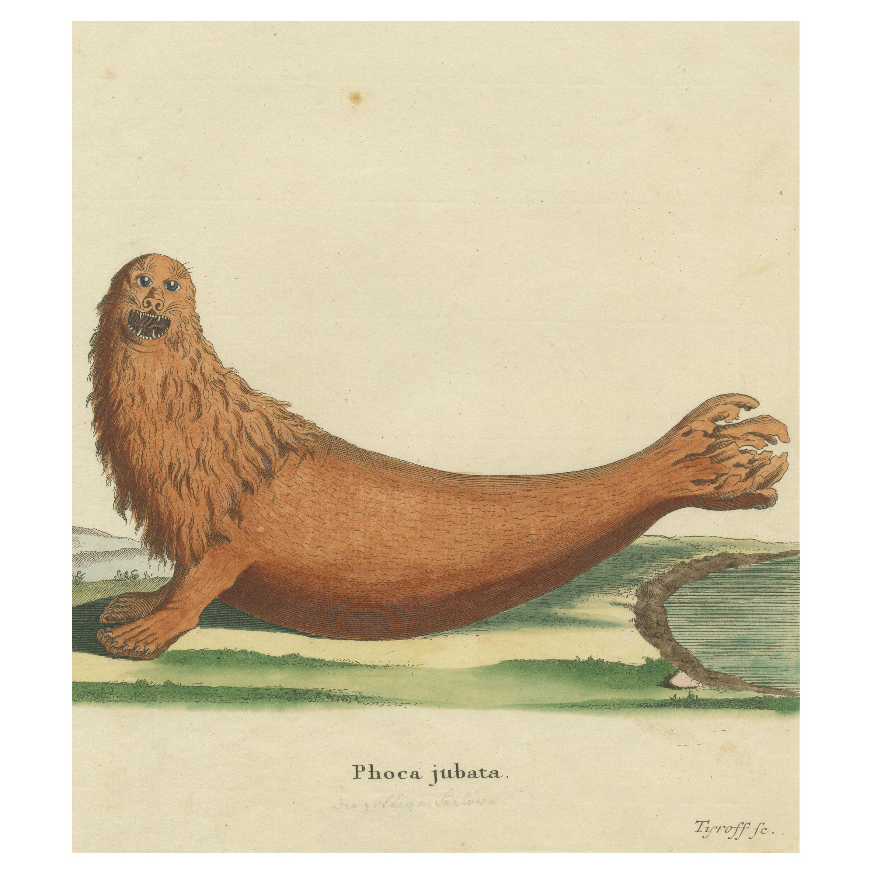Original Antique Print of a Steller Sea Lion For Sale