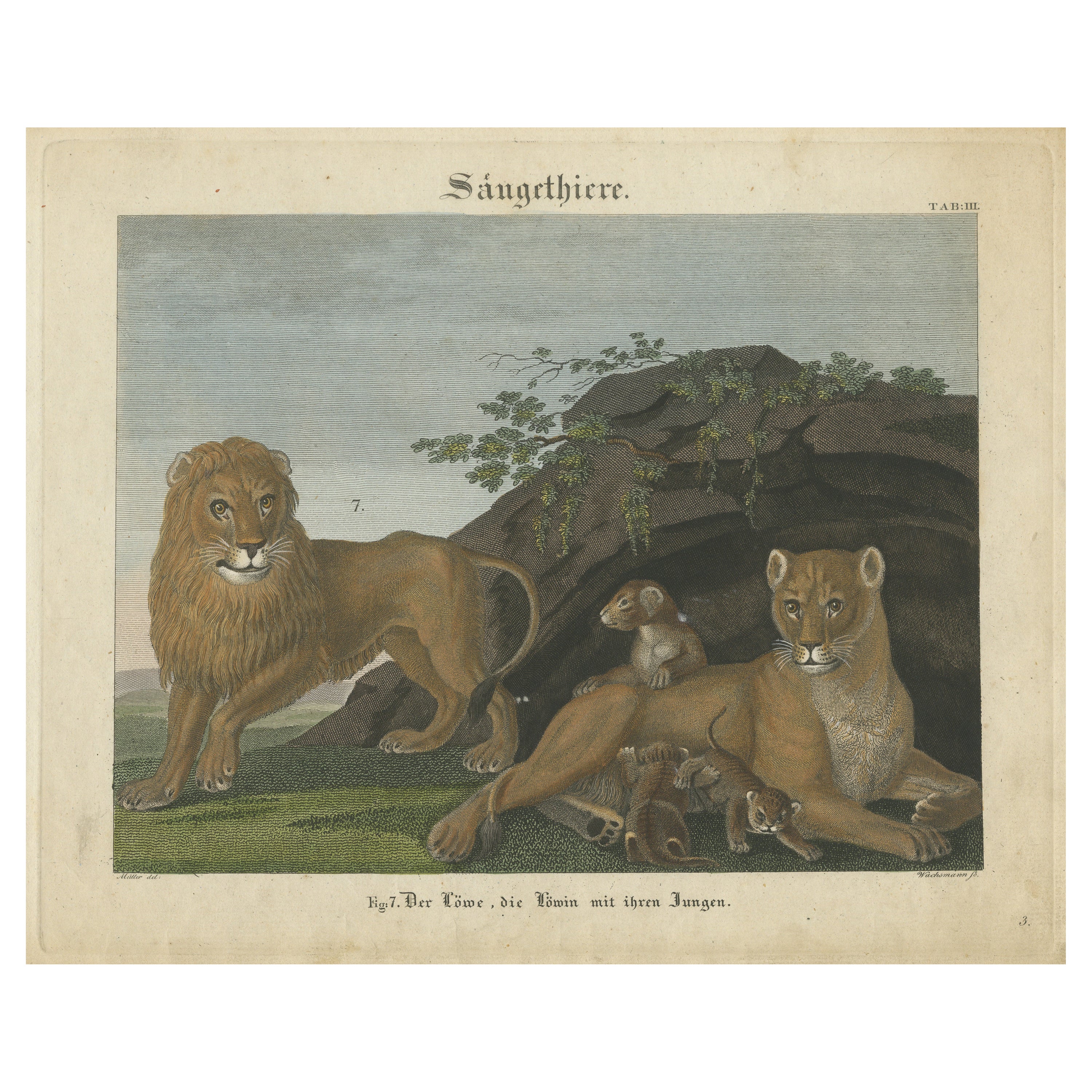 Impression ancienne d'un lion, d'une lionne et d'un lion cubs