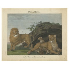Stampa antica di un leone, una leonessa e dei cuccioli di leone