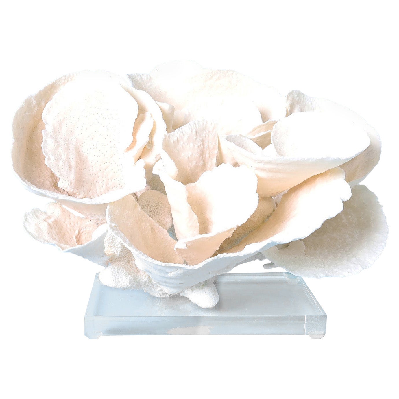 White Cup Coral Sculpture on Lucite