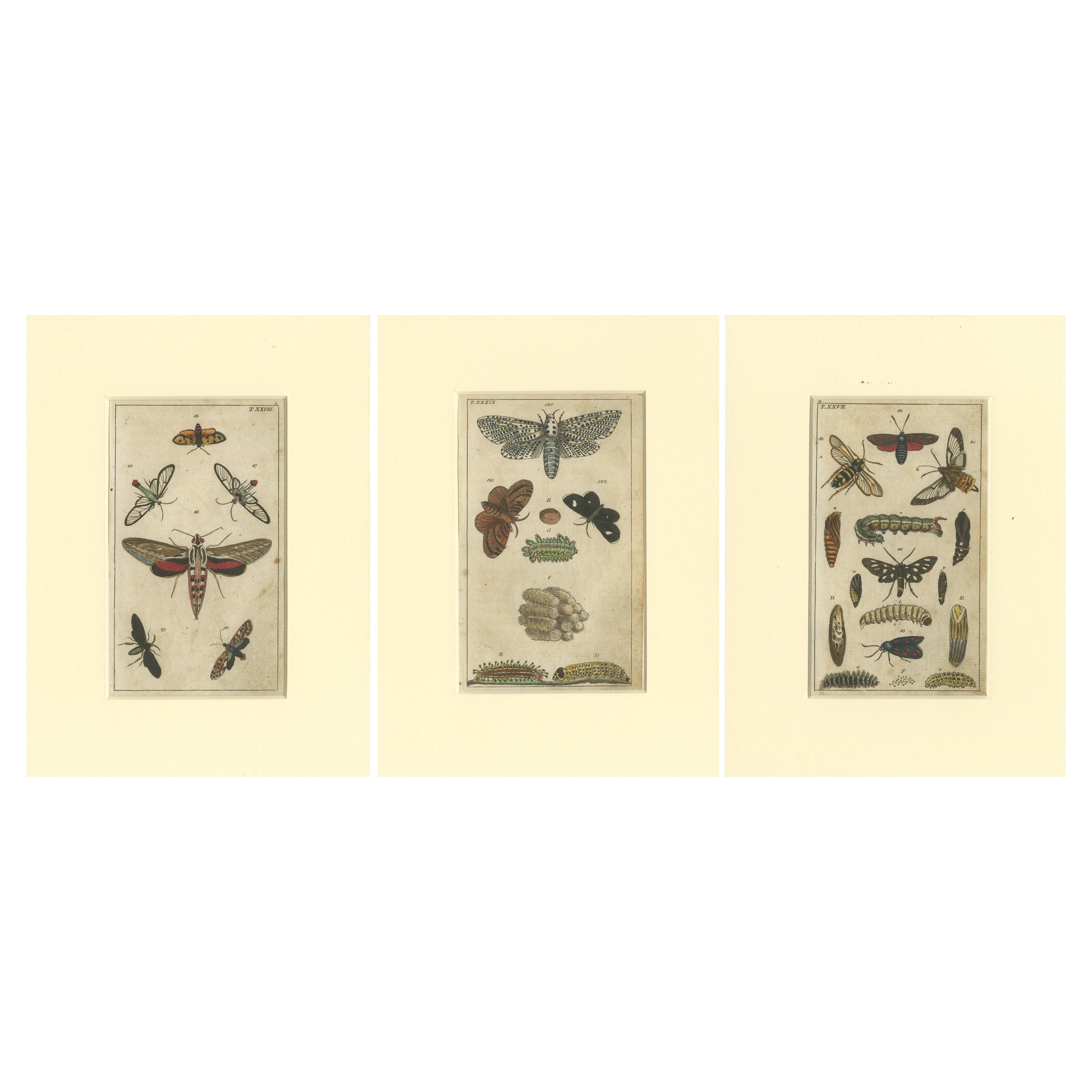Set of 3 Antique Butterfly Prints Also Showing Caterpillars and Pupae For Sale