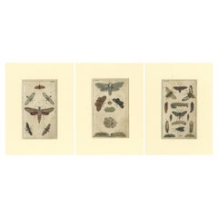 Set of 3 Antique Butterfly Prints Also Showing Caterpillars and Pupae