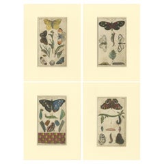 Ensemble de 4 estampes papillons antiques montrant également des carillons et des peignes de papillon