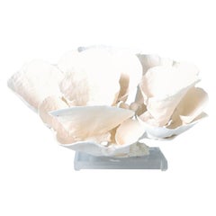 White Cup Coral Sculpture on Lucite
