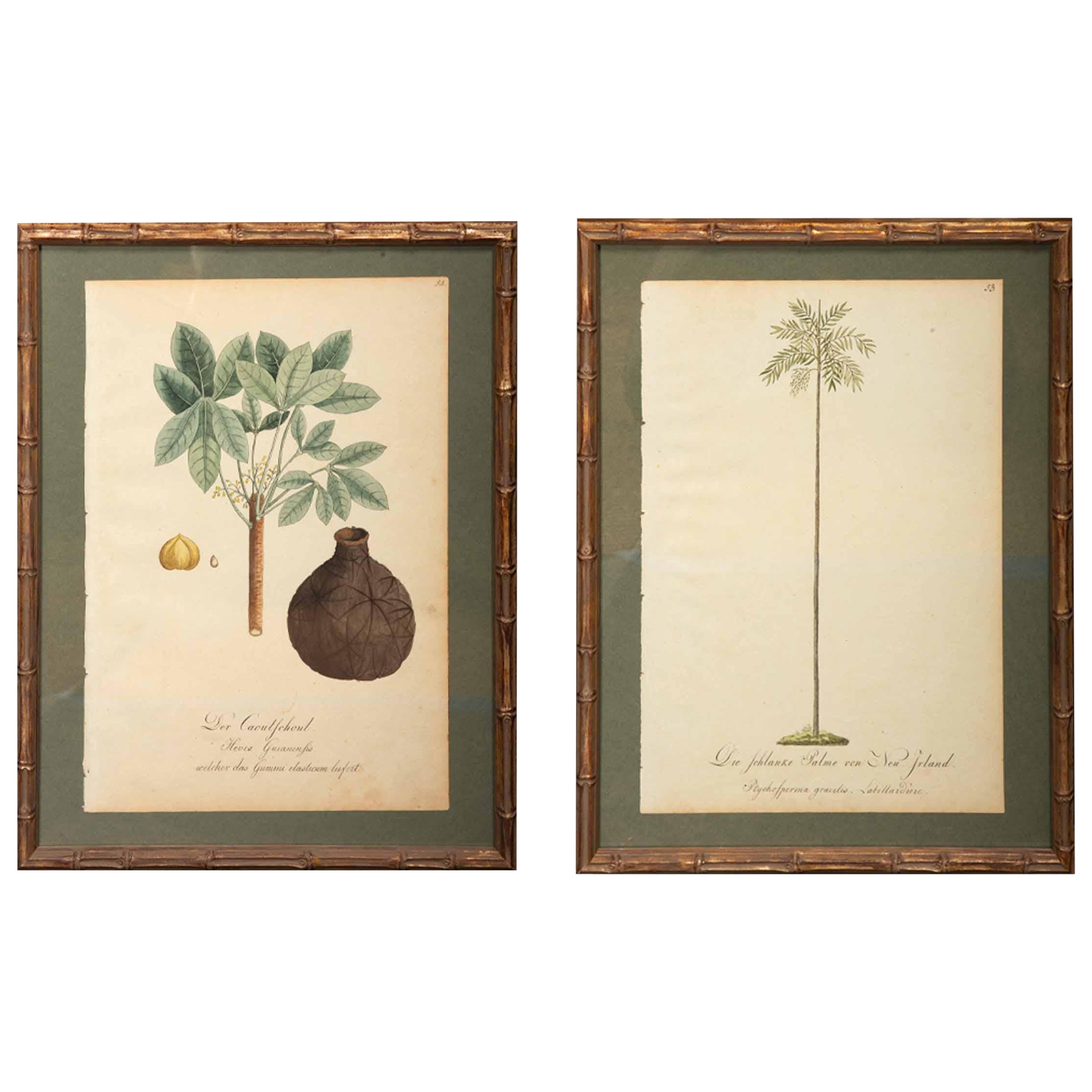 Watercolor of Palms from 1813, German