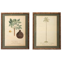 Antique Watercolor of Palms from 1813, German