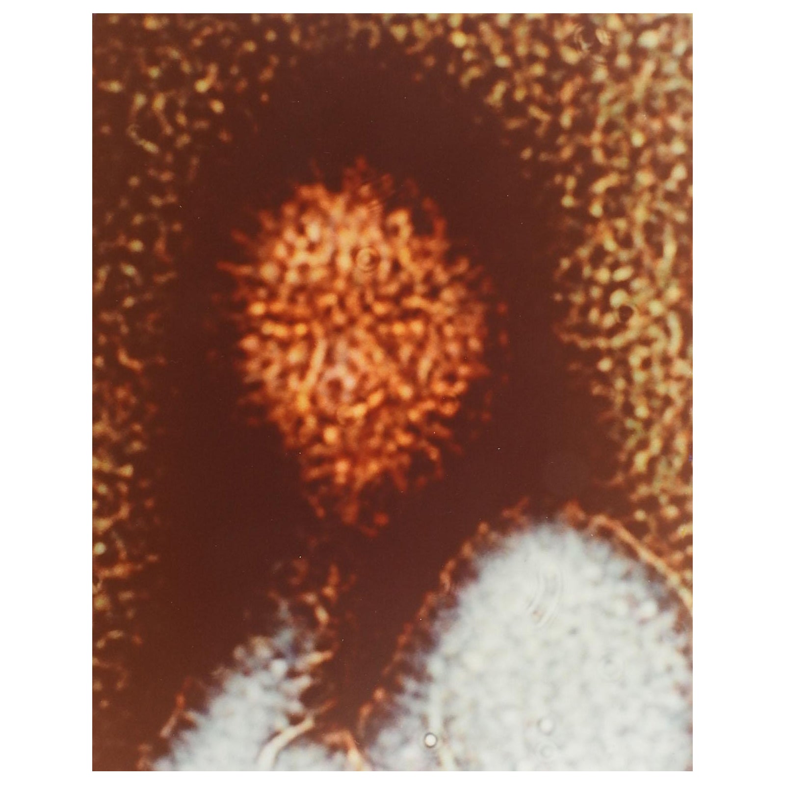 Abstract Portrait Micrograph Photograph by Richard Bray For Sale