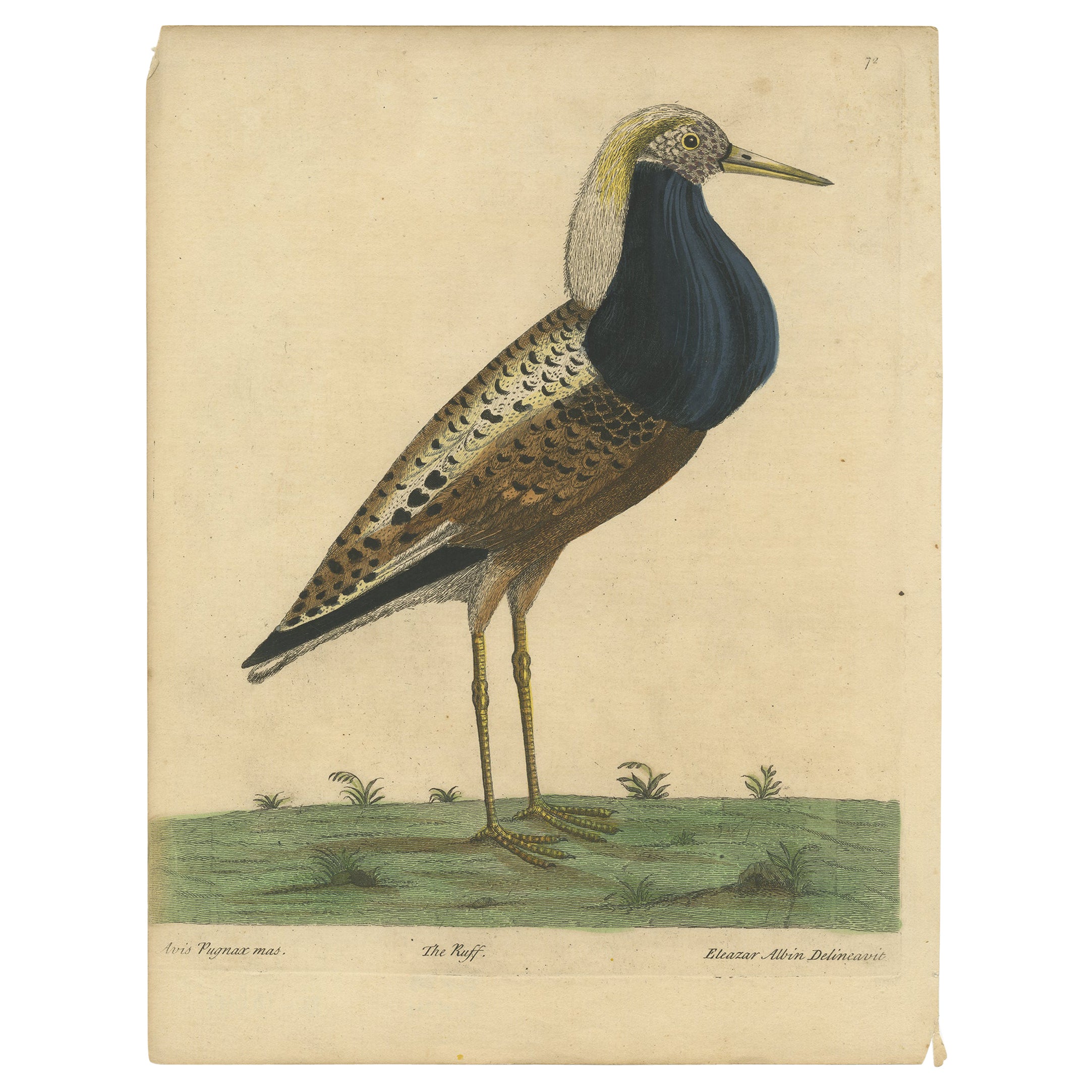 Old Hand-Colored Bird Print of the Male Ruff Wading Bird, a Sandpiper, ca.1738 For Sale