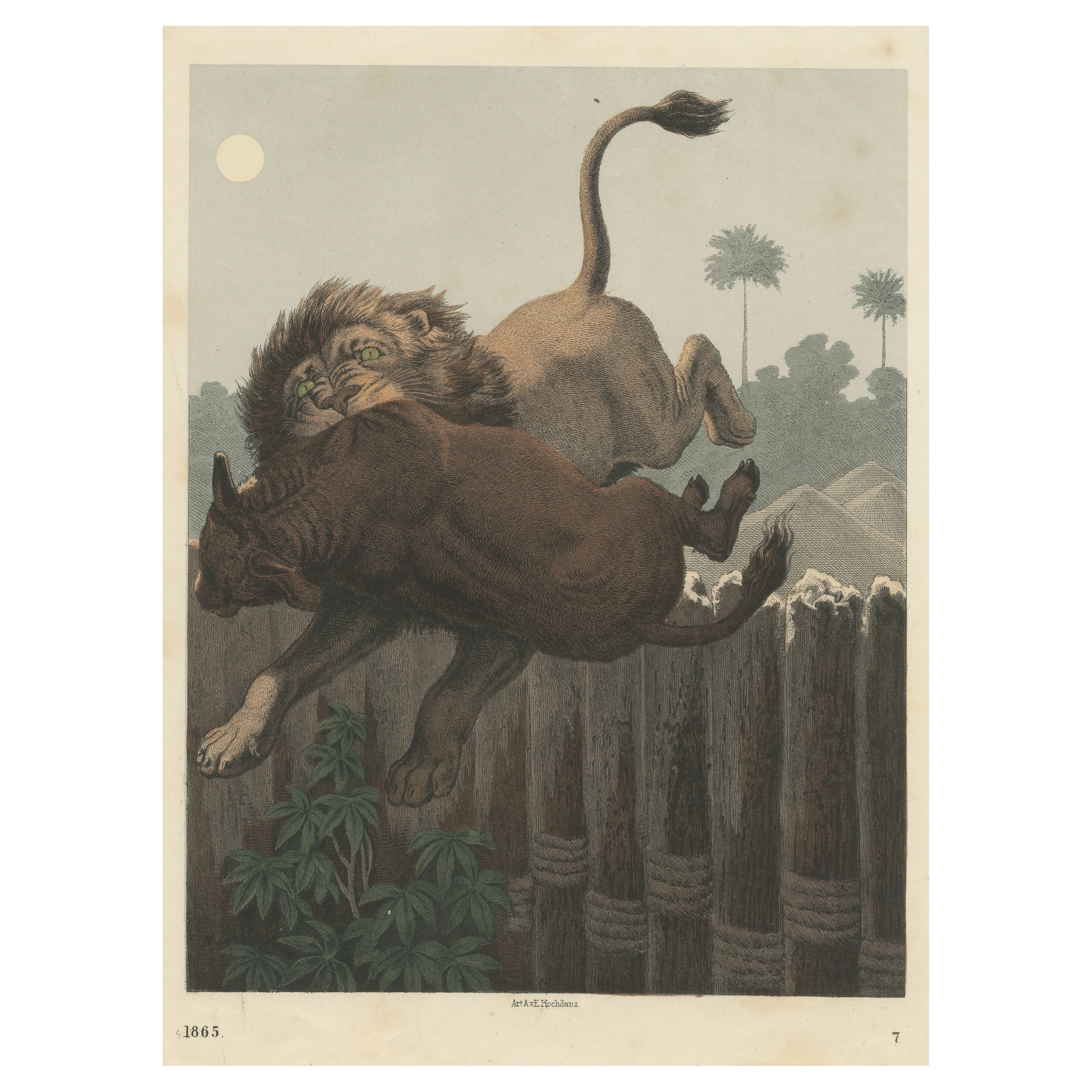 Tirage ancien d'uneattaque de lion publié vers 1865