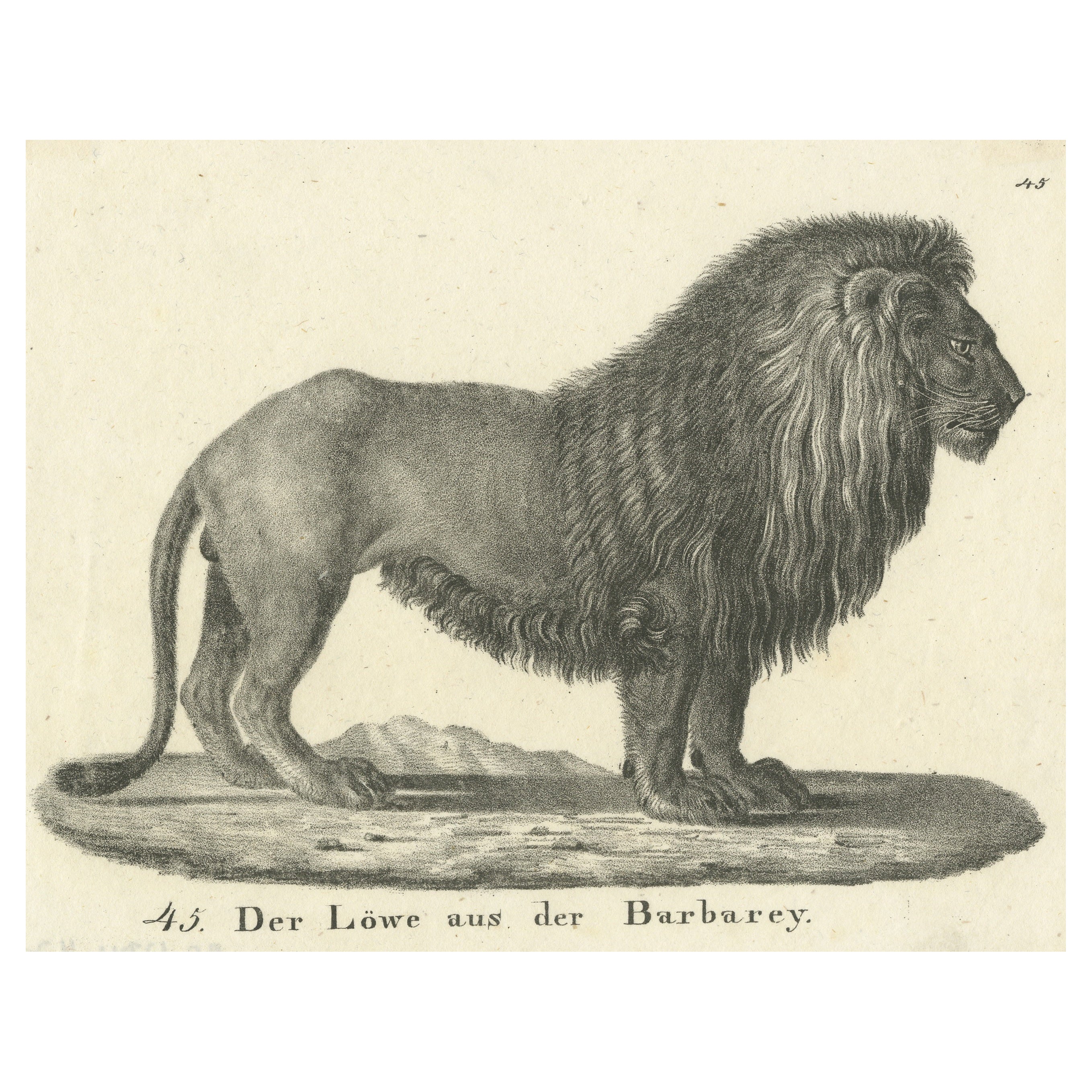 Original Antique Print of a Barbary Lion