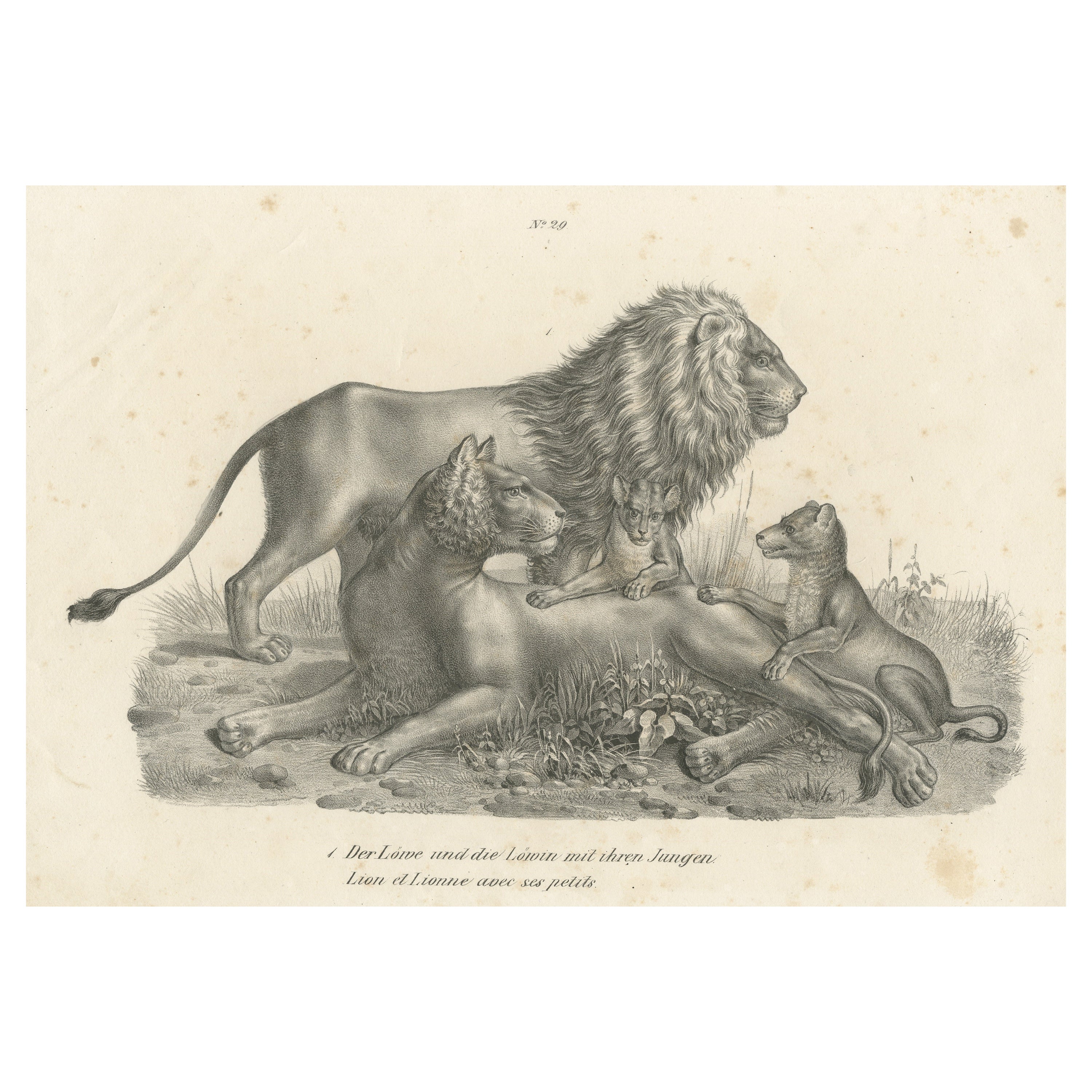 Impression ancienne originale d'un lion, d'une lionne et d'un cube de lion
