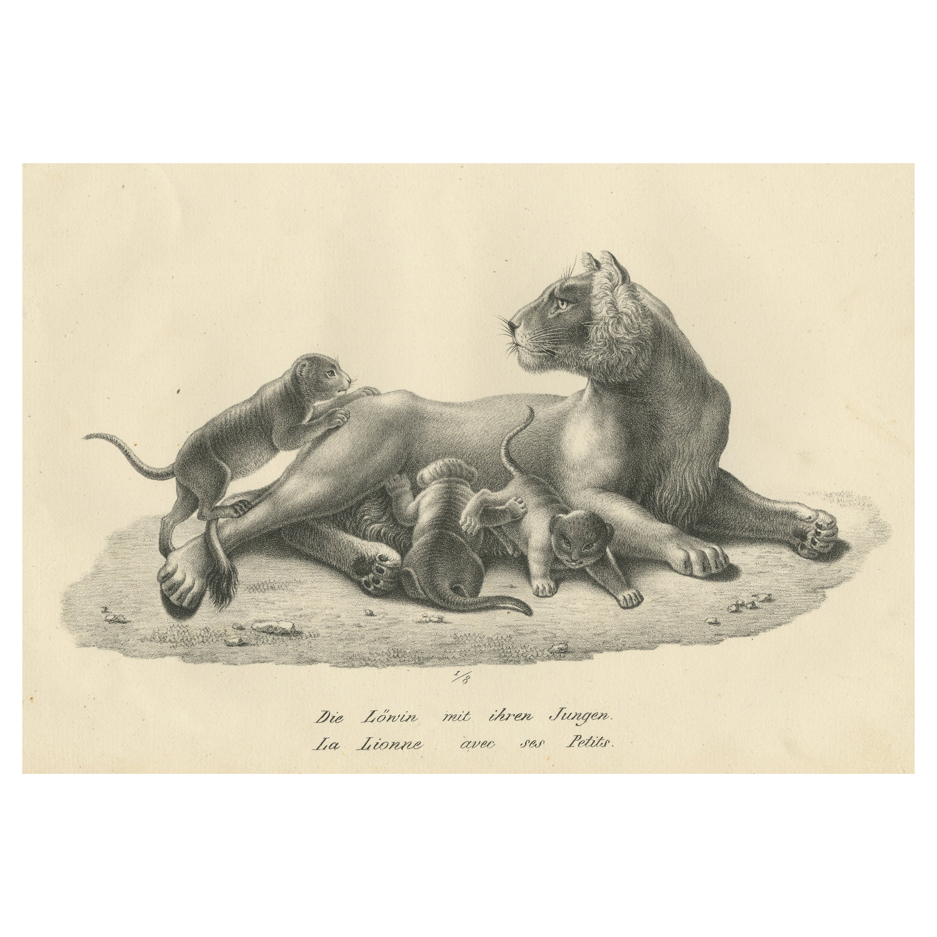 Original Antique Print of a Lioness and Her Cubs For Sale