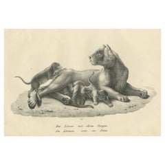 Original Antique Print of a Lioness and Her Cubs