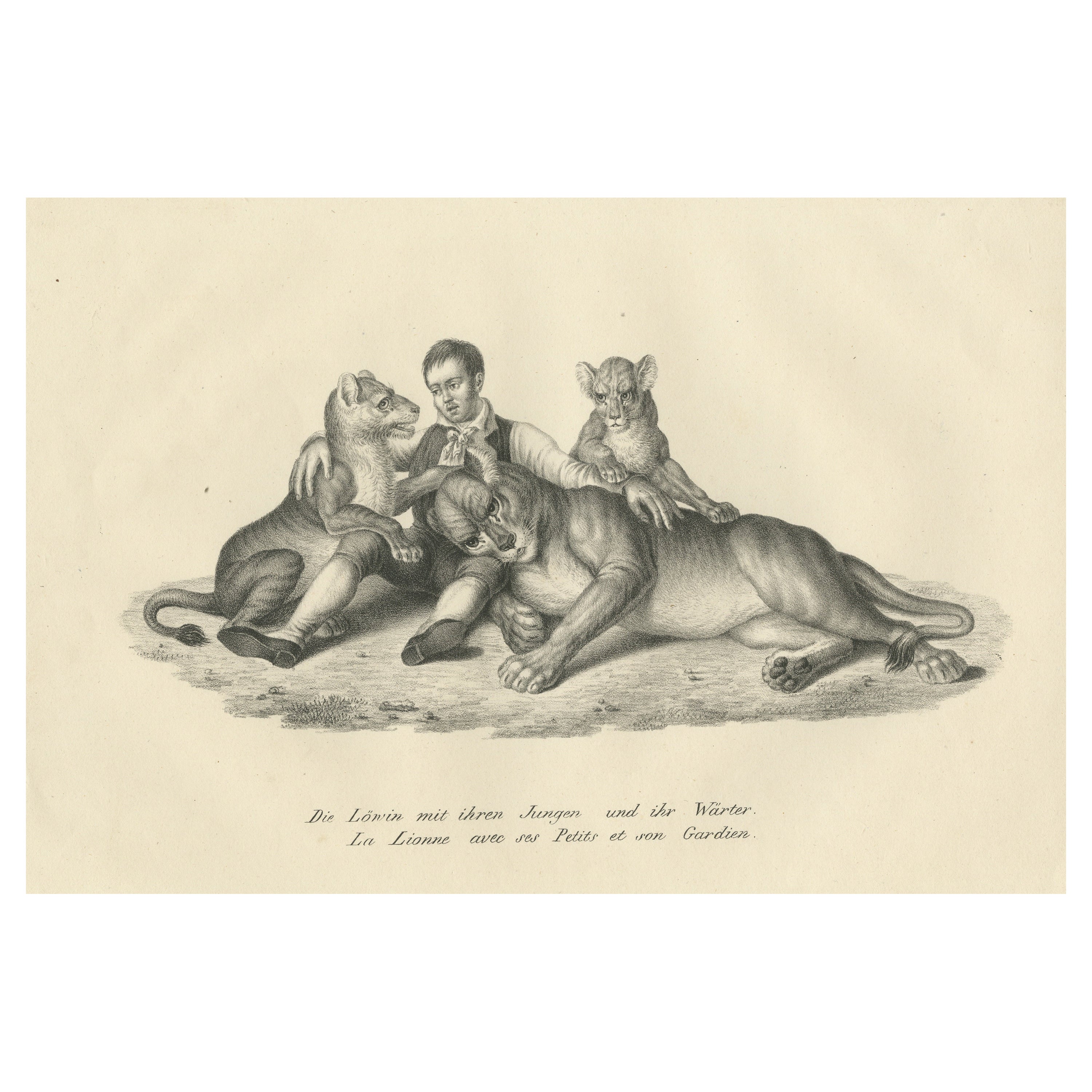 Original Antique Print of Lioness and Cubs with Her Trainer For Sale