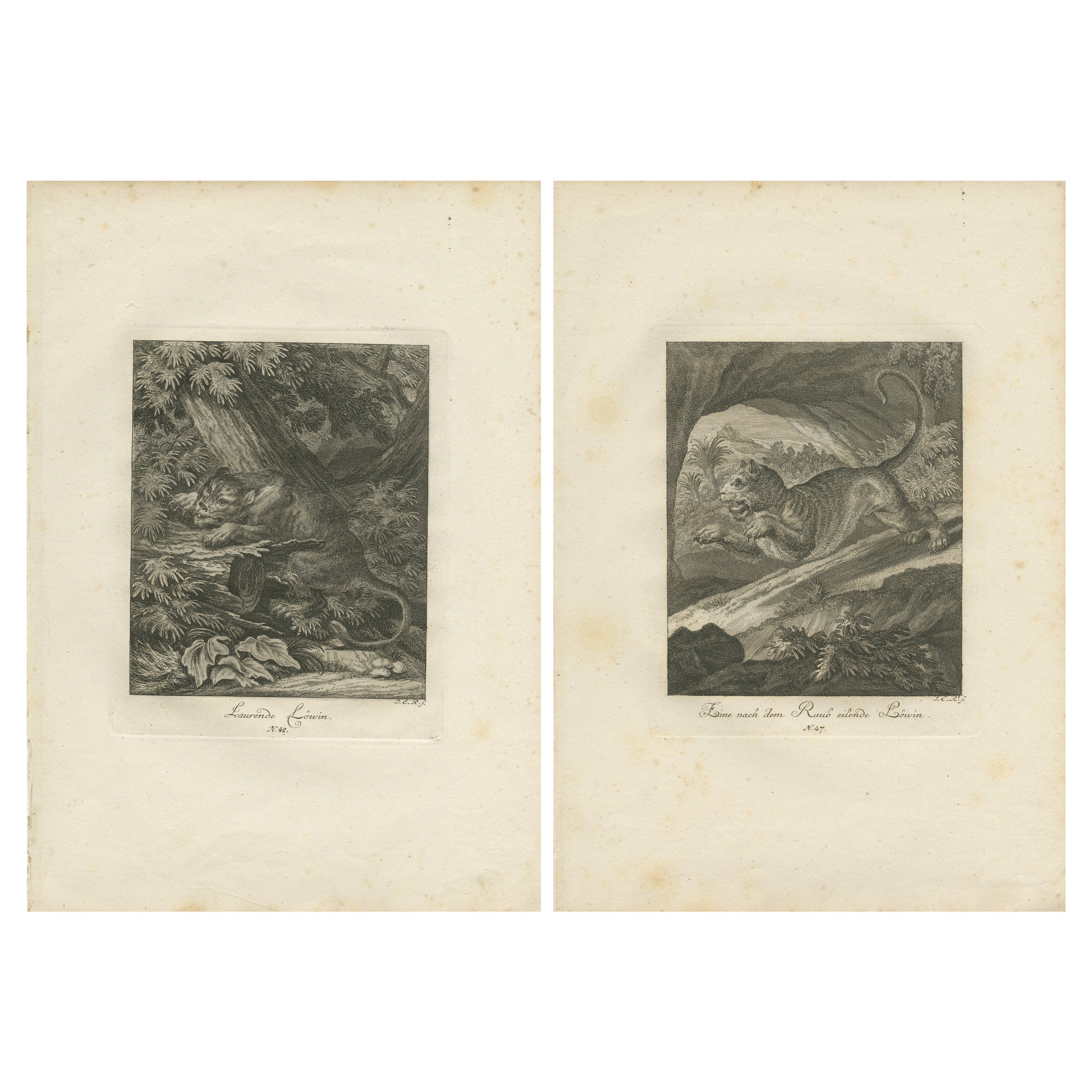 Set of 2 Antique Prints of a Lioness Hunting and Resting