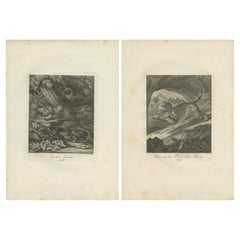 Set of 2 Antique Prints of a Lioness Hunting and Resting