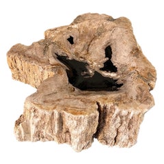 Petrified Wood Vide-Poche Decorative Bowl with Live Edge in Beige and Black