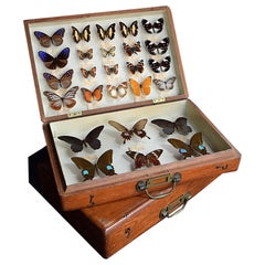 Vintage Dixons Museum Butterfly Collection