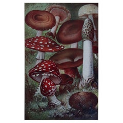 Original Vintage Print of Mushrooms, C.1900
