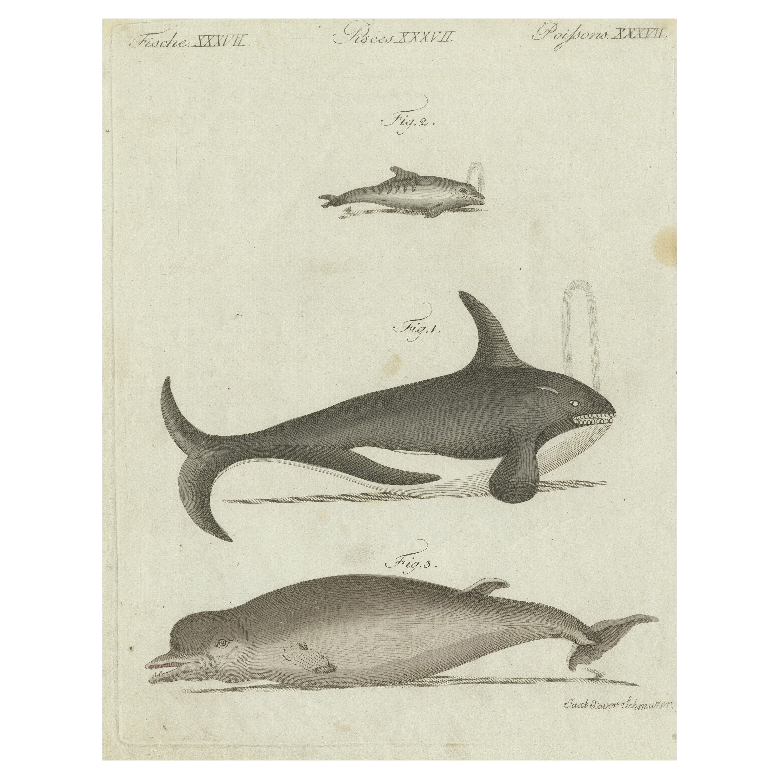 Original Antique Print of Two Whales and Dolphin For Sale