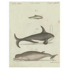 Impression originale et ancienne de deux baleines et d'un dauphin