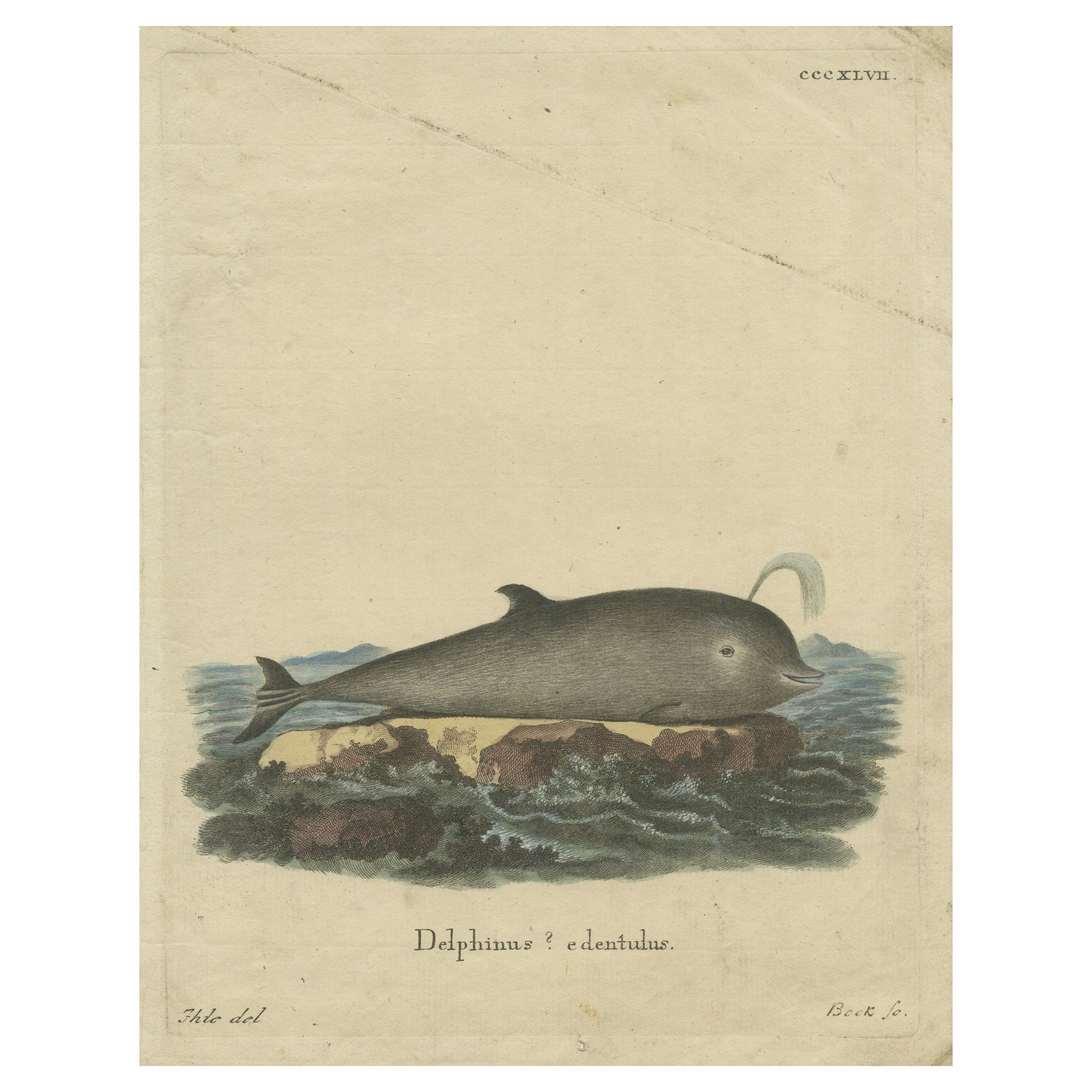 Original Antique Print of a Dolphin species For Sale