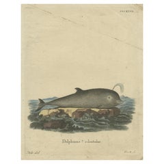 Original Antiker Druck einer Delphin-Art
