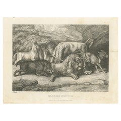 Original Antique Print of Old Lion Insulted