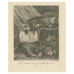 Original Antique Print of Two Lions Resting