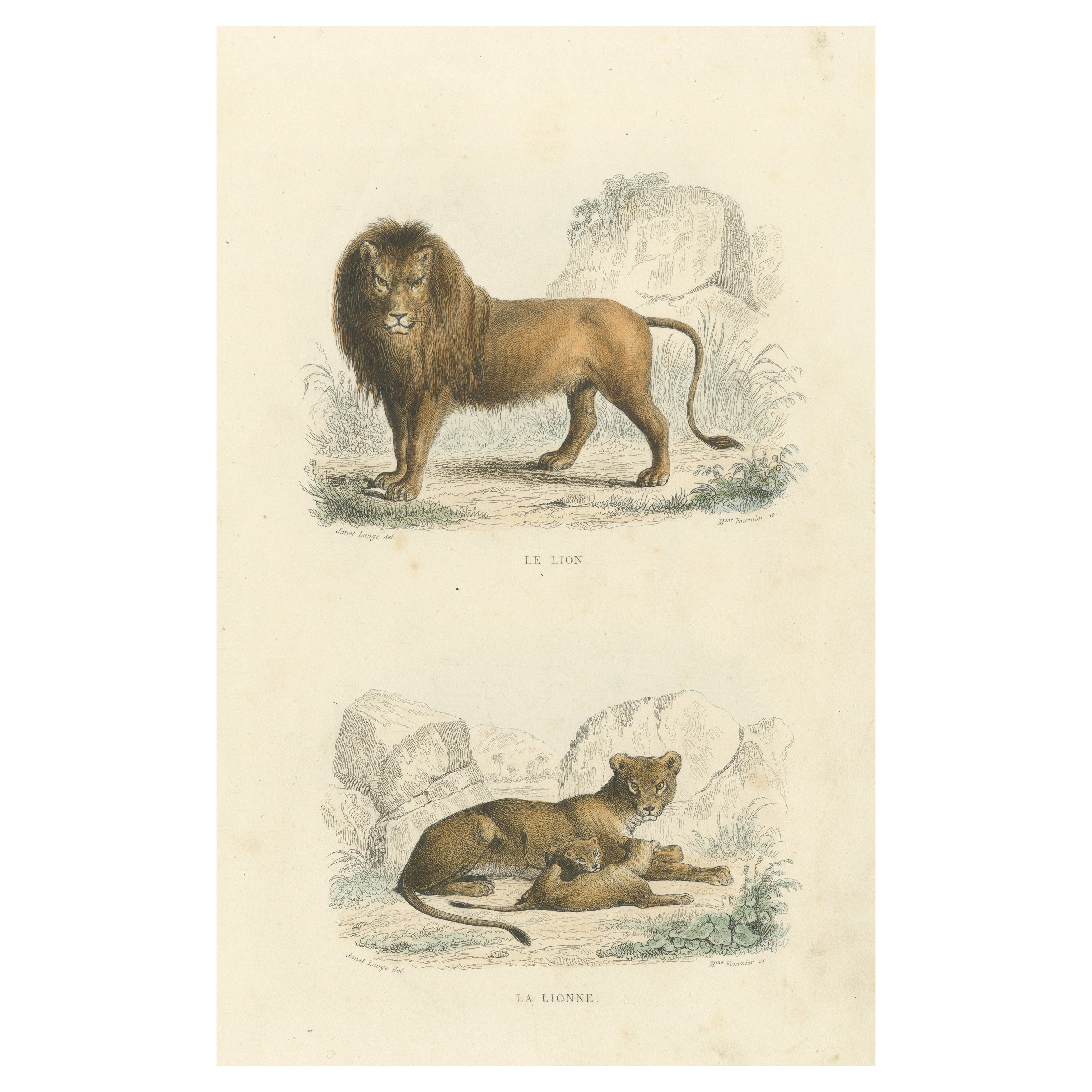 Two Images on One Sheet of a Lion and Lioness