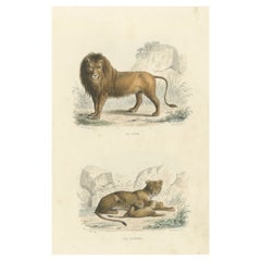 Antique Two Images on One Sheet of a Lion and Lioness