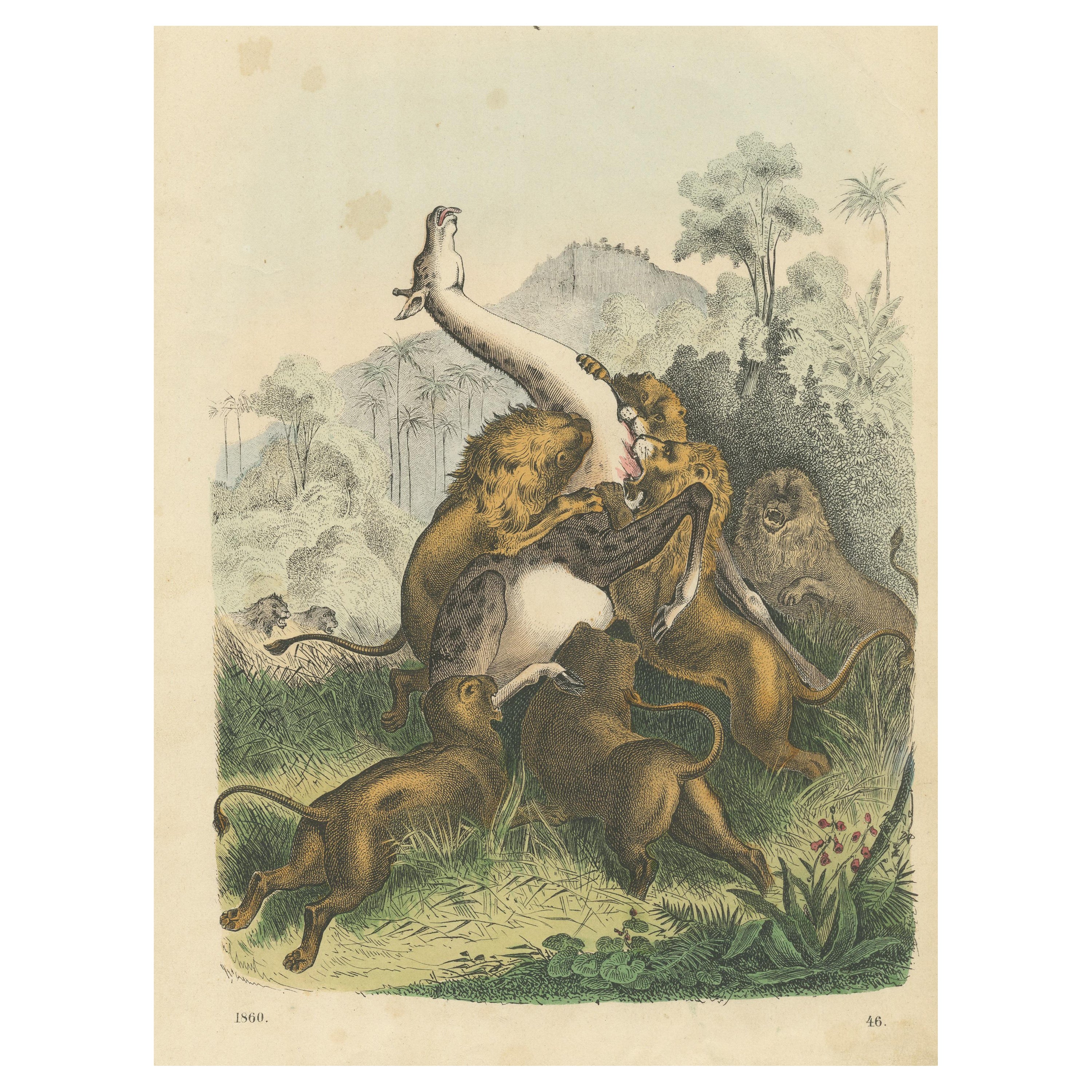 Antique Print of Lions Attacking a Giraffe For Sale