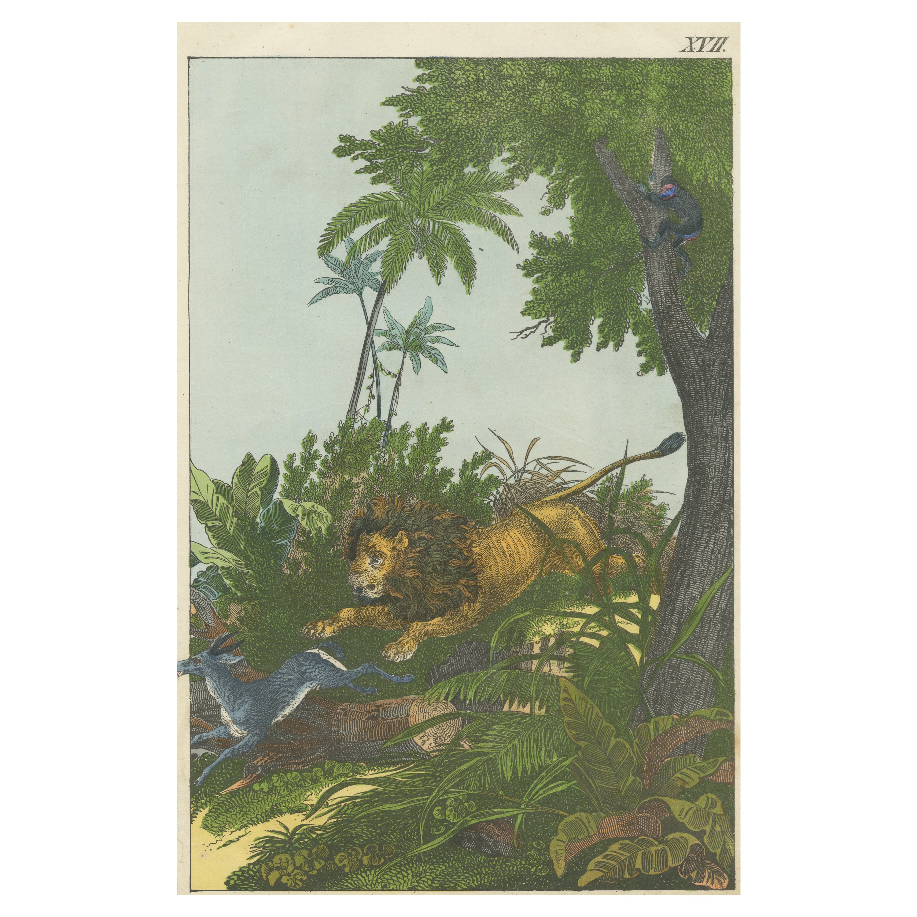 Hand Colored Antique Lithograph of Hunting Lion For Sale