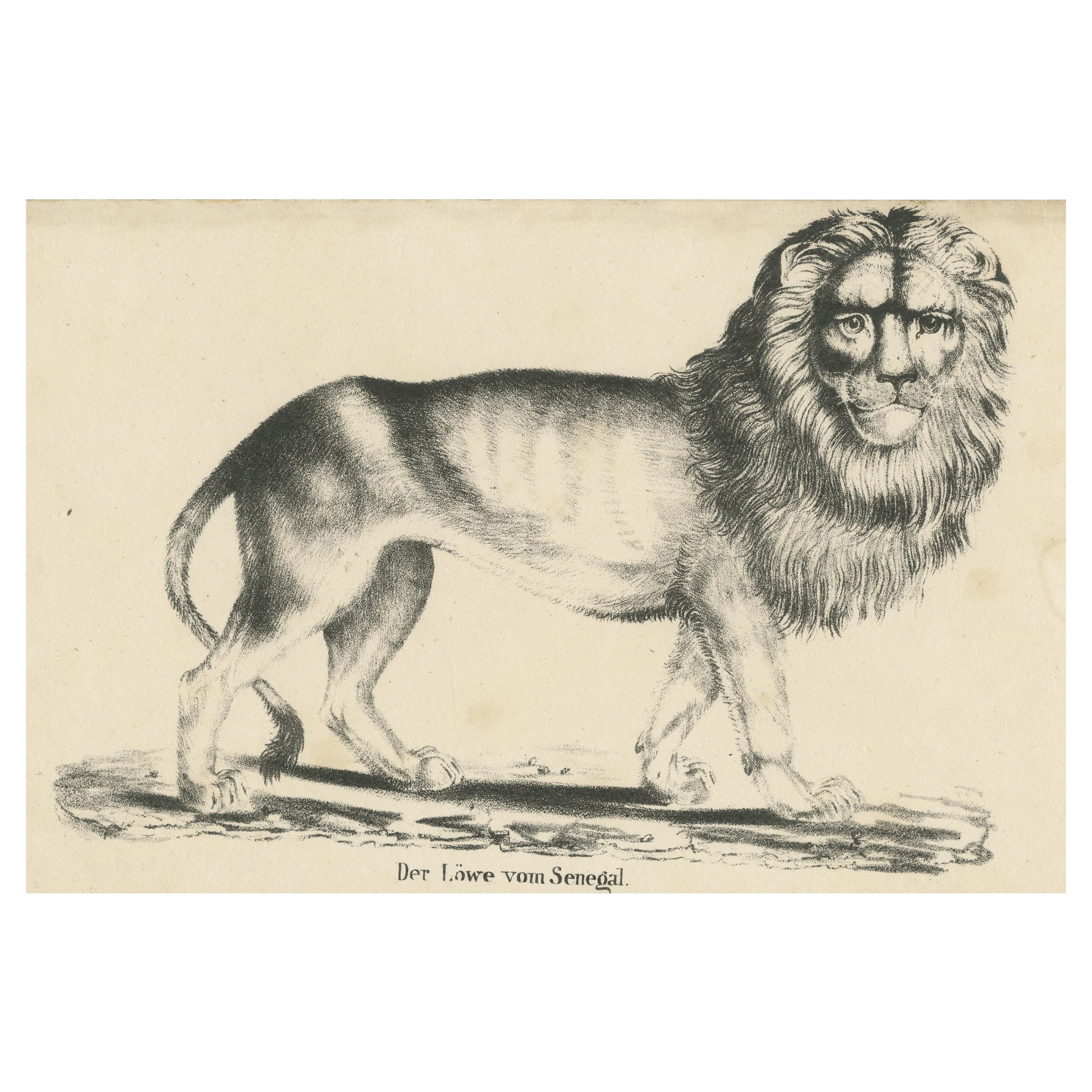 Antique Print of a Senegal Lion For Sale