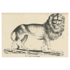 Antique Print of a Senegal Lion
