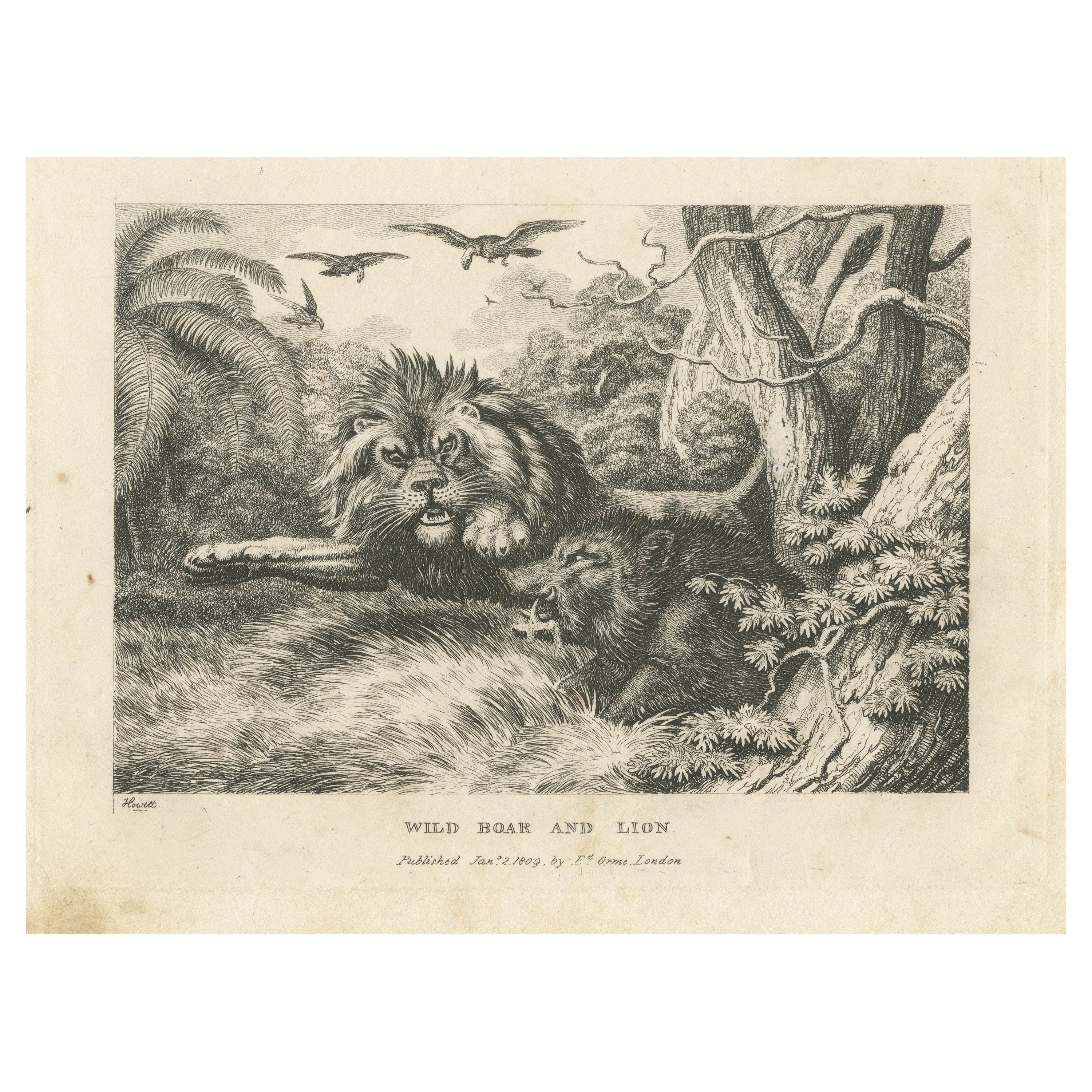 Original Antique Print of a Wild Boar and a Lion For Sale