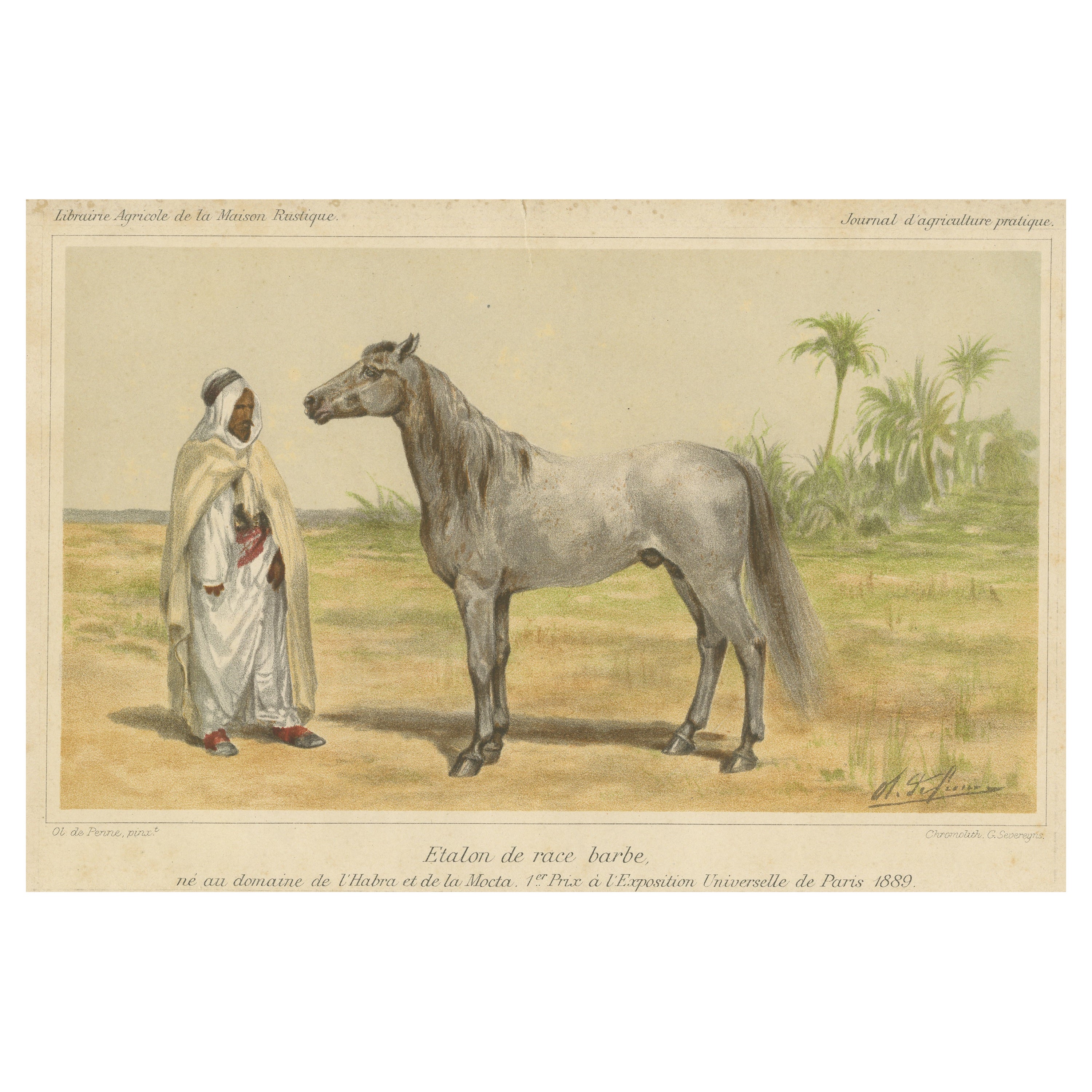 Chromolithograph of a Barb or Berber Horse For Sale