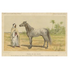 Chromolithographie d'un barbe ou d'un cheval berbère
