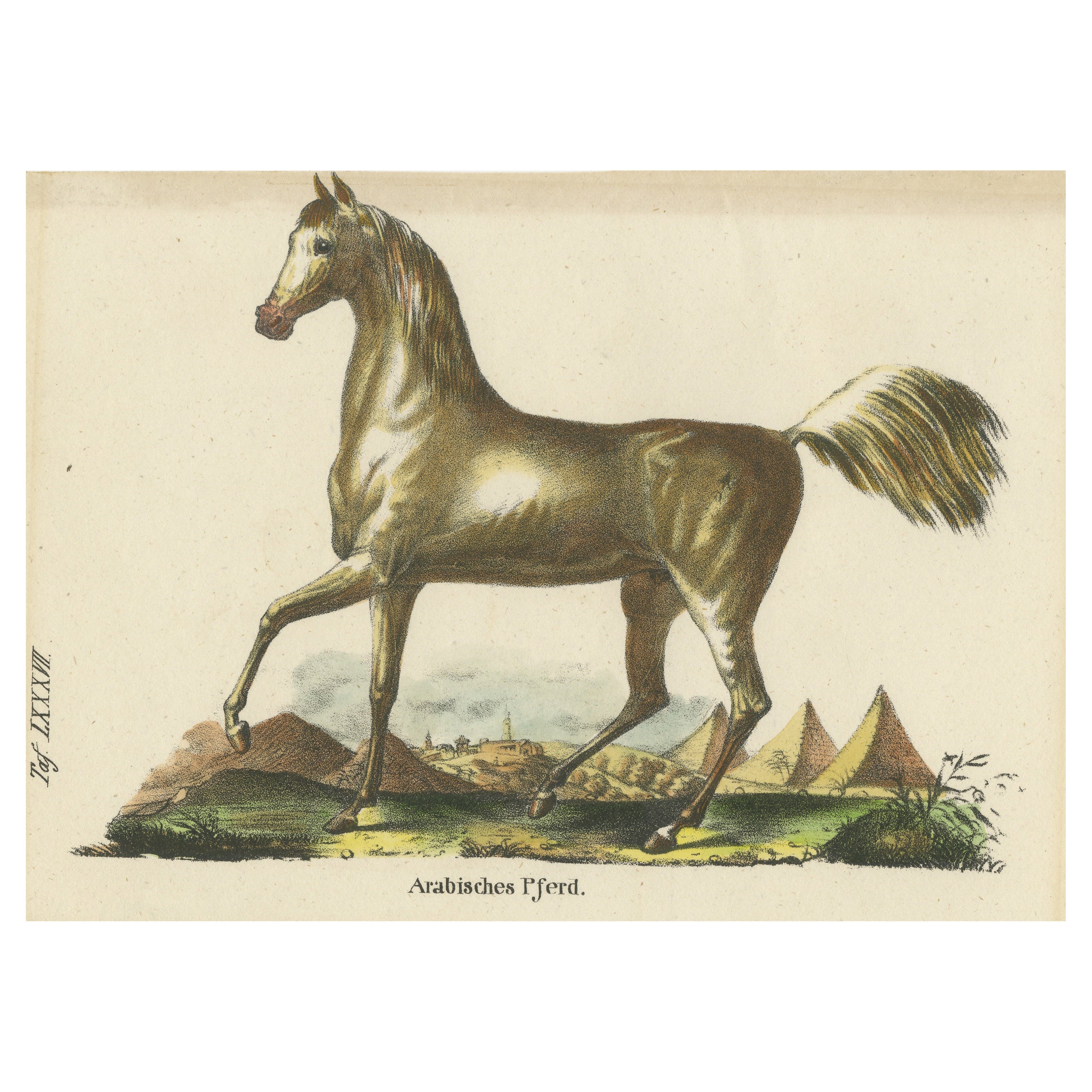 Impression ancienne d'un cheval arabe