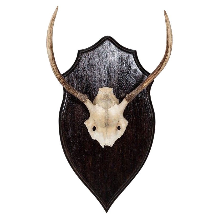 Ebonised Oak Shield Mounted Antlers For Sale