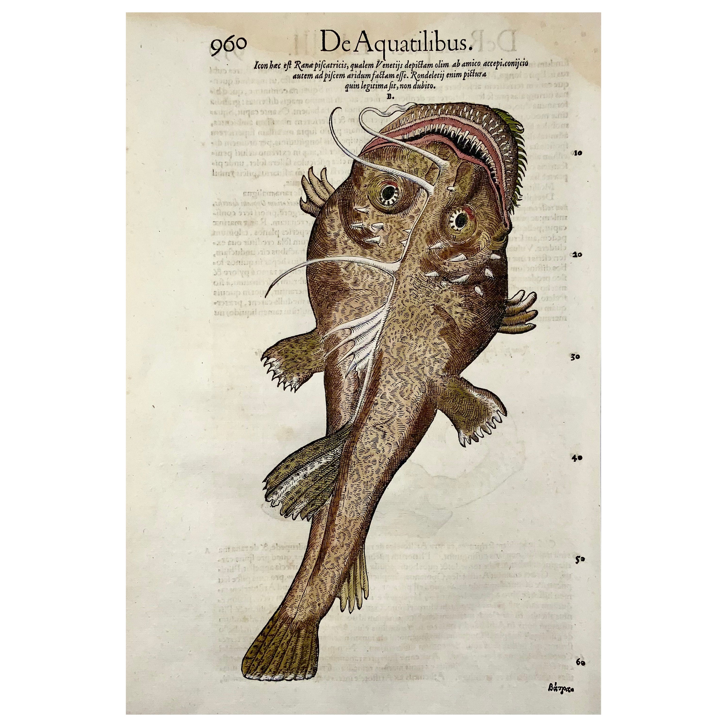 1558 Monster Sea Ray, Conrad Gesner, Folio-Holzschnitt, handkoloriert, Erstzustand