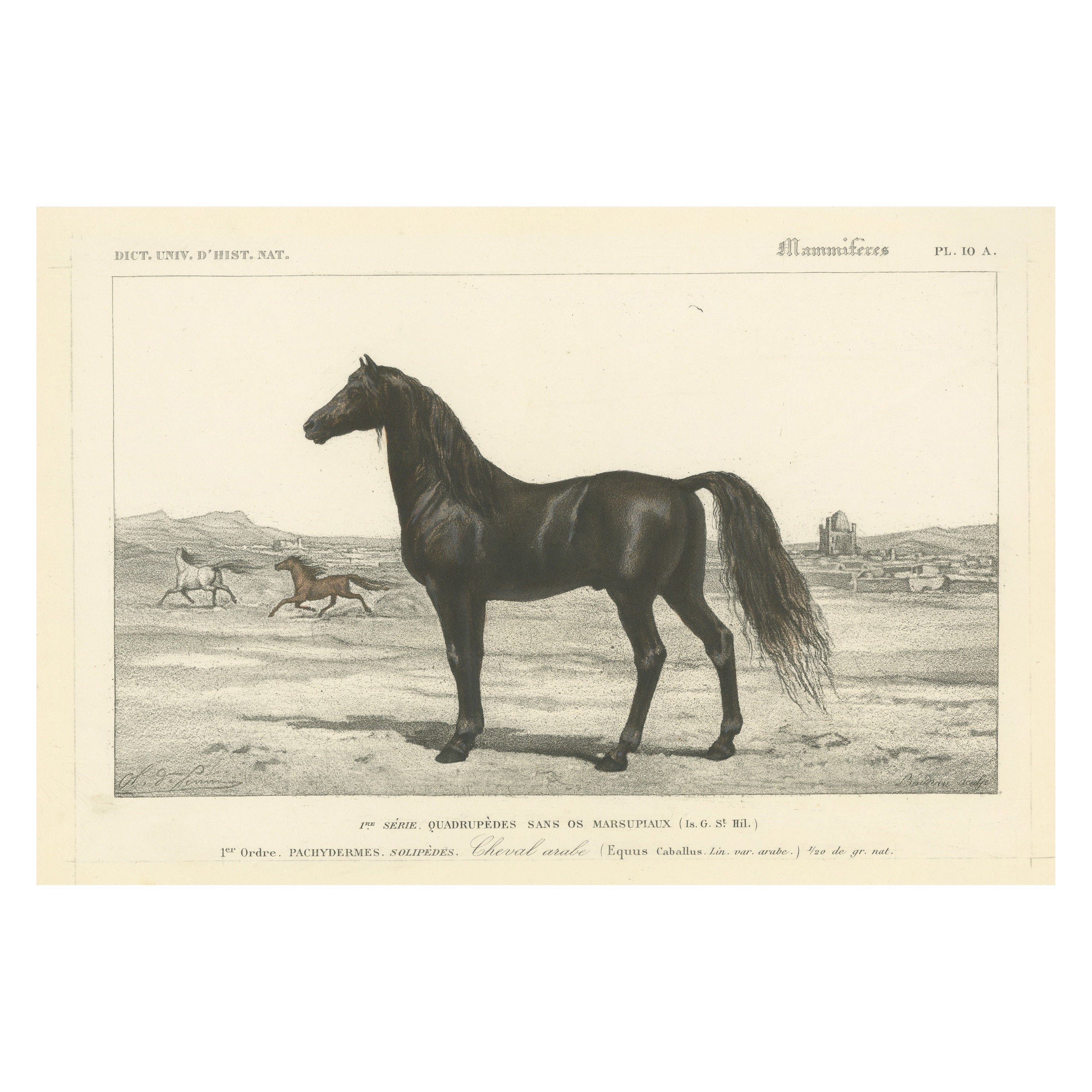 Lithographie ancienne d'un cheval arabe